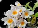 Dendrobium JK Bushy